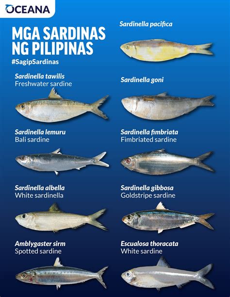Sardines in Tagalog.